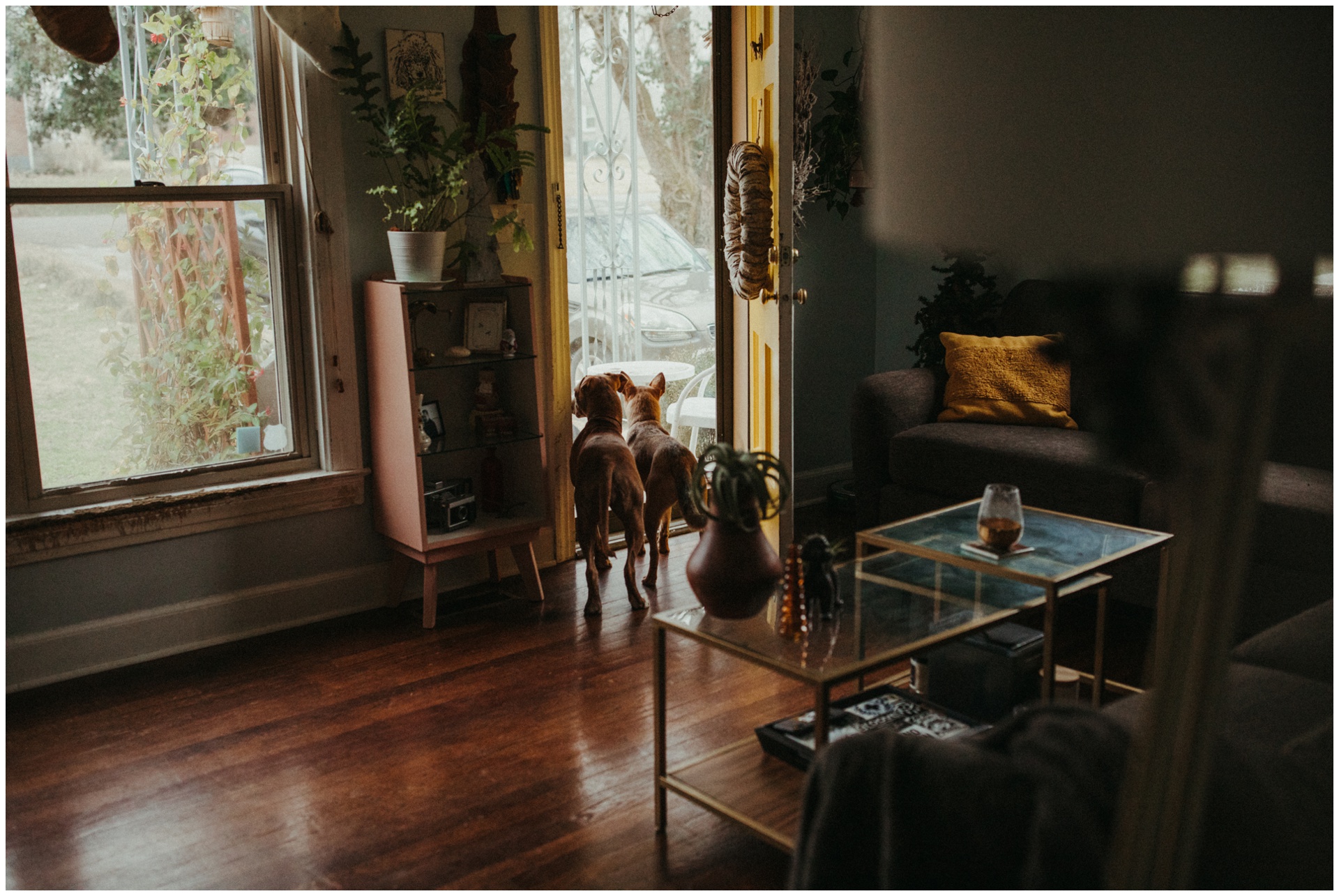 Macwilliams at home with dogs