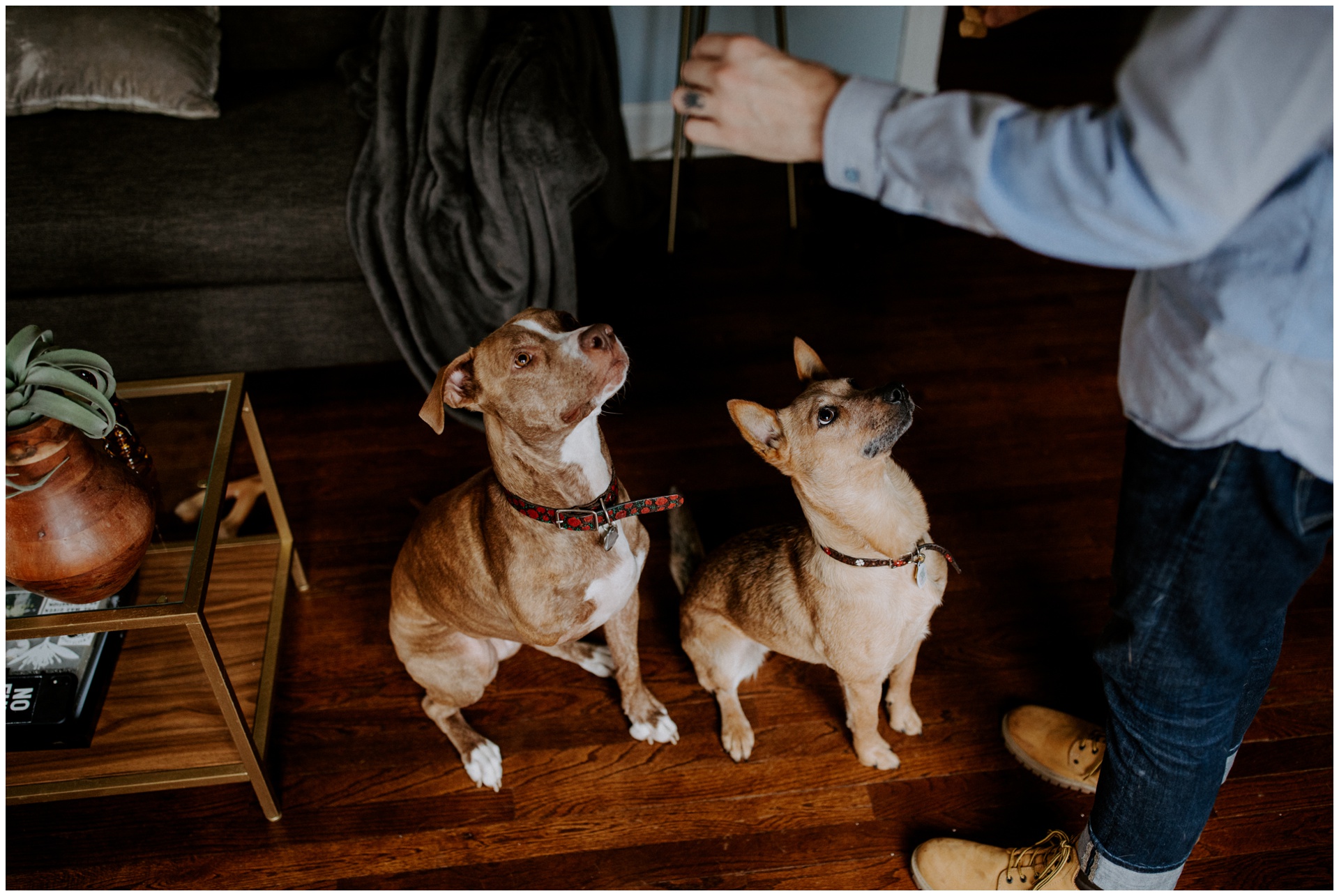 Macwilliams at home with dogs