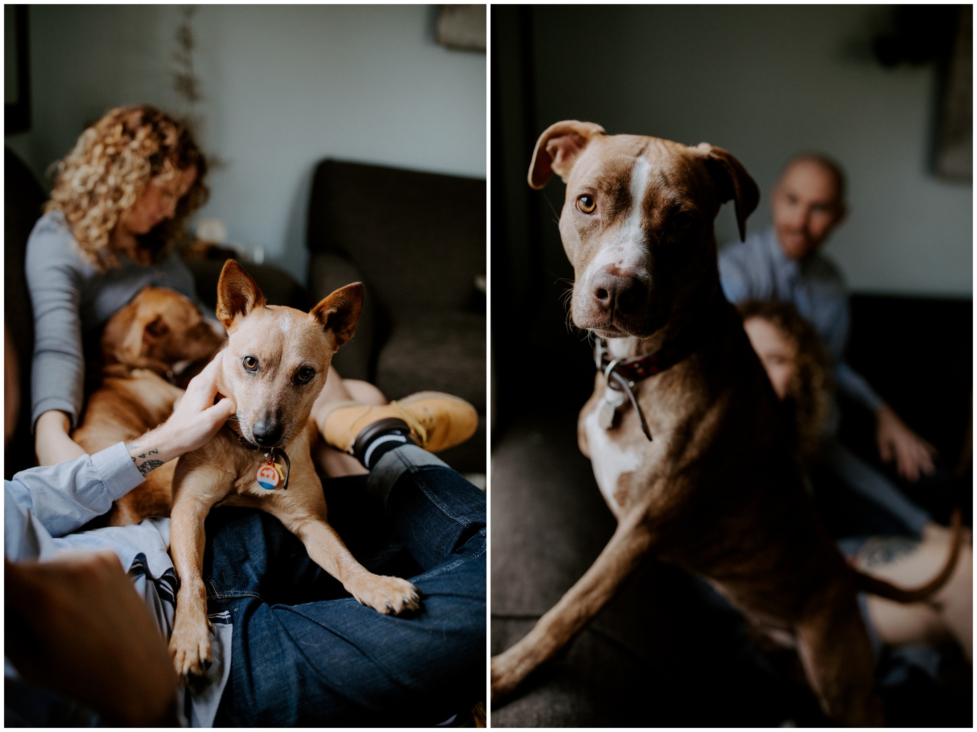 Macwilliams at home with dogs