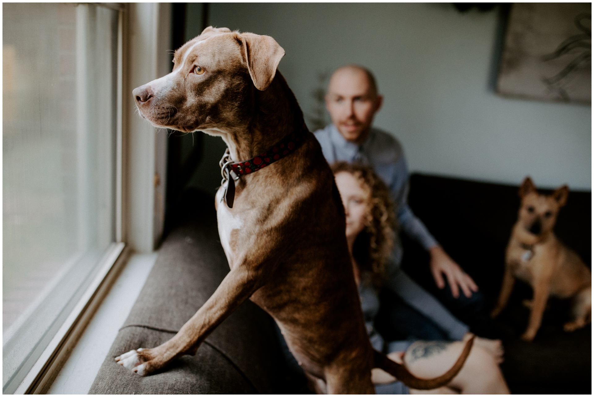 Macwilliams at home with dogs